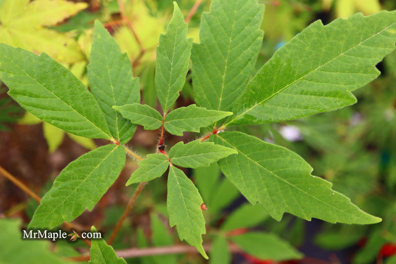 - Acer griseum X 'Molly Fordham' Paperbark Maple - Mr Maple │ Buy Japanese Maple Trees