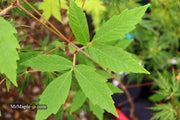 - Acer griseum X 'Molly Fordham' Paperbark Maple - Mr Maple │ Buy Japanese Maple Trees