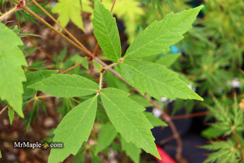 - Acer griseum X 'Molly Fordham' Paperbark Maple - Mr Maple │ Buy Japanese Maple Trees