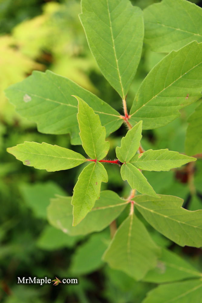 Buy Acer griseum X nikoense 'Cinnamon Flake' Hybrid Paperbark