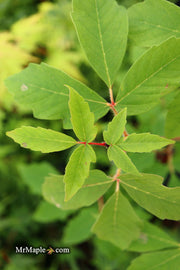 - Acer griseum X nikoense 'Cinnamon Flake' Hybrid Paperbark Maple - Mr Maple │ Buy Japanese Maple Trees