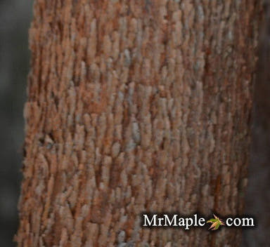 - Acer griseum X nikoense 'Cinnamon Flake' Hybrid Paperbark Maple - Mr Maple │ Buy Japanese Maple Trees