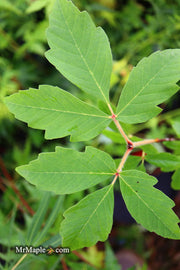 - Acer griseum X nikoense 'Cinnamon Flake' Hybrid Paperbark Maple - Mr Maple │ Buy Japanese Maple Trees