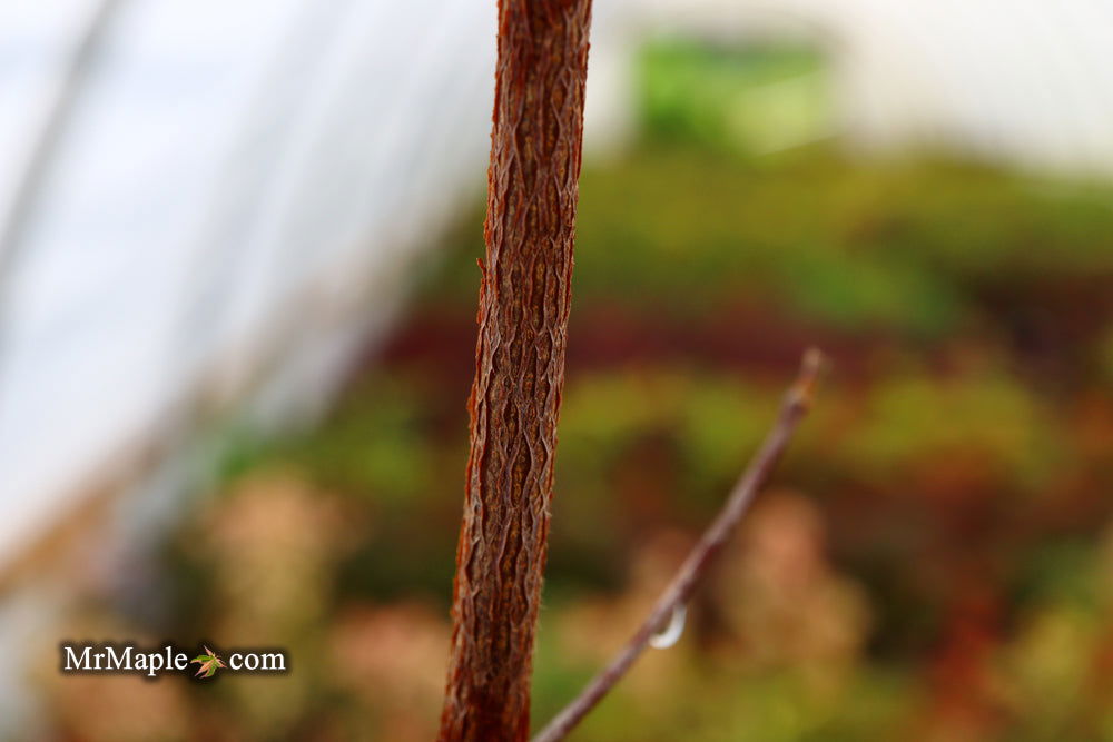 Buy Acer griseum X nikoense 'Cinnamon Flake' Hybrid Paperbark
