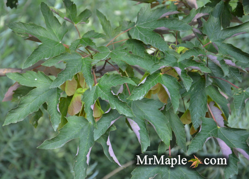 - Acer griseum x pseudoplatnus 'Purple Haze' Paperbark Sycamore Maple Hybrid - Mr Maple │ Buy Japanese Maple Trees