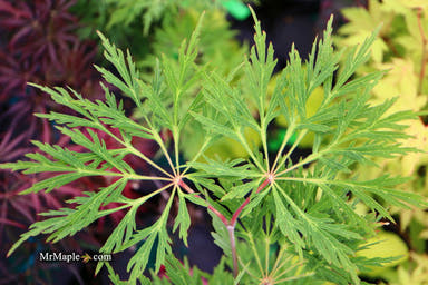 - Acer japonicum 'Abby’s Weeping' Dwarf Full Moon Japanese Maple - Mr Maple │ Buy Japanese Maple Trees