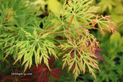- Acer japonicum 'Abby’s Weeping' Dwarf Full Moon Japanese Maple - Mr Maple │ Buy Japanese Maple Trees
