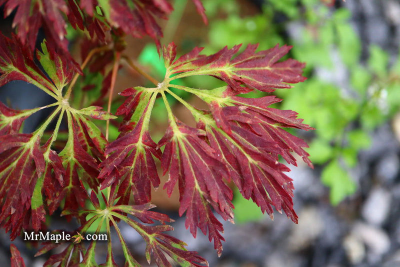 - Acer japonicum 'Abby’s Weeping' Dwarf Full Moon Japanese Maple - Mr Maple │ Buy Japanese Maple Trees