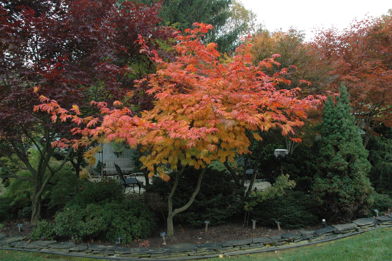 - FOR PICKUP ONLY | Acer japonicum 'Mai kujaku' Dancing Peacock Japanese Maple | DOES NOT SHIP - Mr Maple │ Buy Japanese Maple Trees