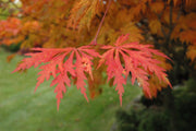 - FOR PICKUP ONLY | Acer japonicum 'Mai kujaku' Dancing Peacock Japanese Maple | DOES NOT SHIP - Mr Maple │ Buy Japanese Maple Trees