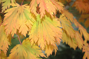 - FOR PICKUP ONLY | Acer japonicum 'Mai kujaku' Dancing Peacock Japanese Maple | DOES NOT SHIP - Mr Maple │ Buy Japanese Maple Trees
