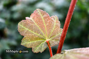 - Acer japonicum 'Aka omote' Japanese Maple - Mr Maple │ Buy Japanese Maple Trees