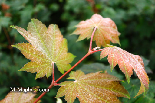 - Acer japonicum 'Aka omote' Japanese Maple - Mr Maple │ Buy Japanese Maple Trees