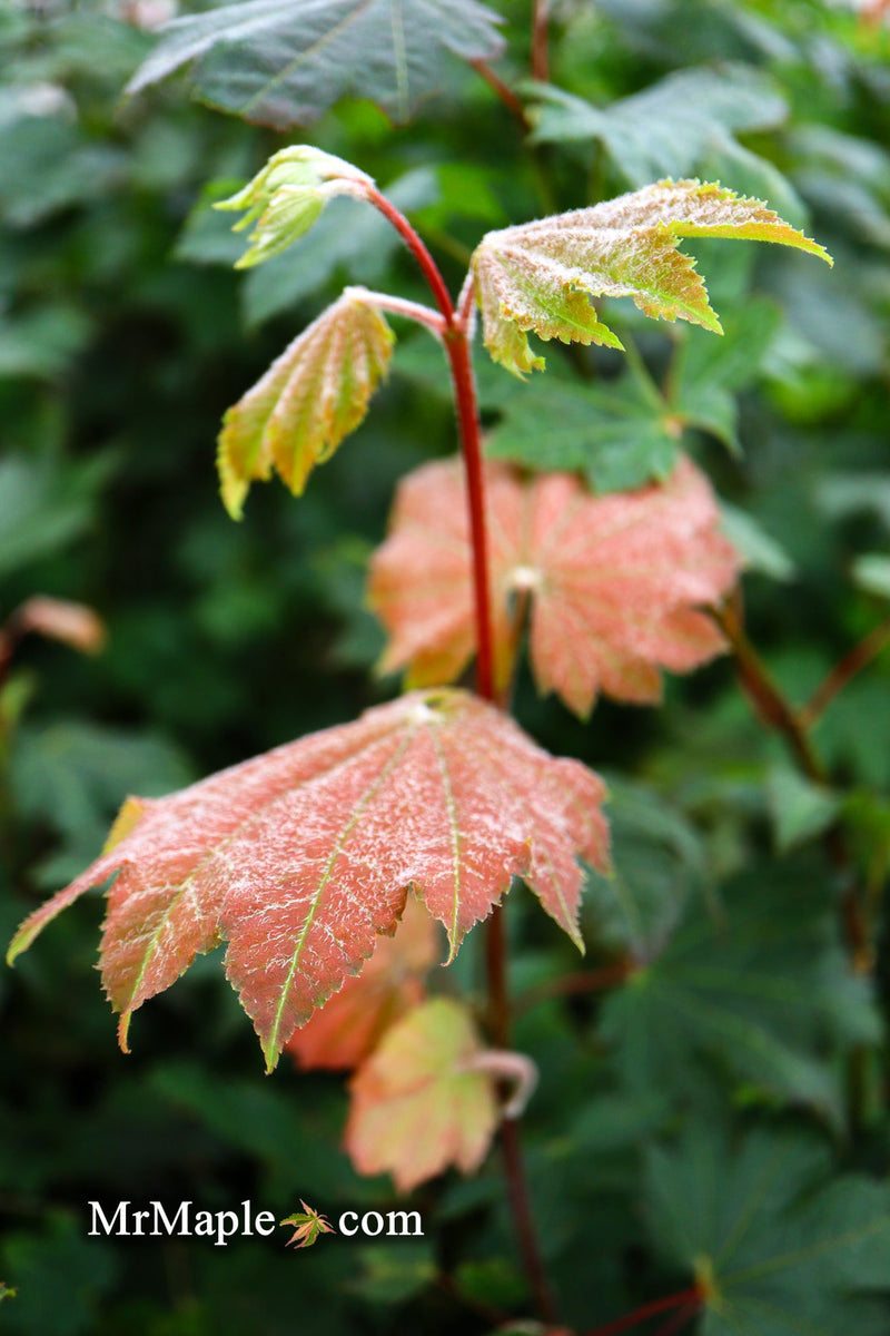 - Acer japonicum 'Aka omote' Japanese Maple - Mr Maple │ Buy Japanese Maple Trees