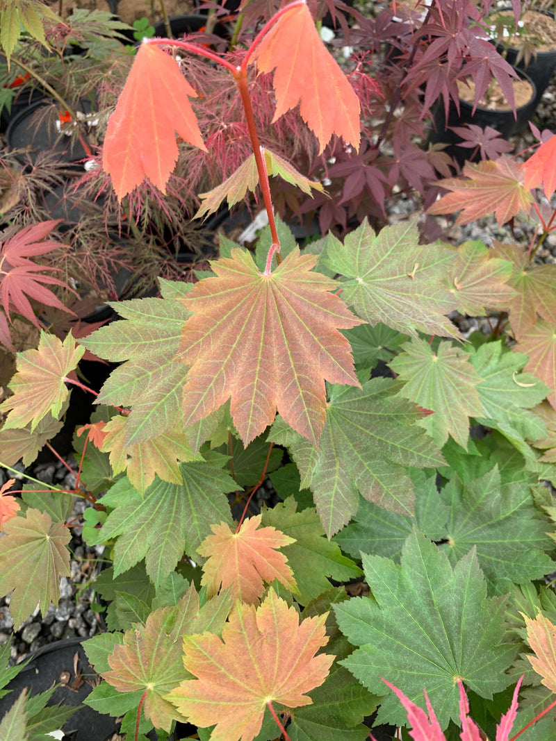 - Acer japonicum 'Aka omote' Japanese Maple - Mr Maple │ Buy Japanese Maple Trees