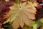 - Acer japonicum 'Aka omote' Japanese Maple - Mr Maple │ Buy Japanese Maple Trees