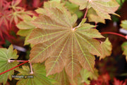 - Acer japonicum 'Aka omote' Japanese Maple - Mr Maple │ Buy Japanese Maple Trees