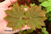 - Acer japonicum 'Aka omote' Japanese Maple - Mr Maple │ Buy Japanese Maple Trees