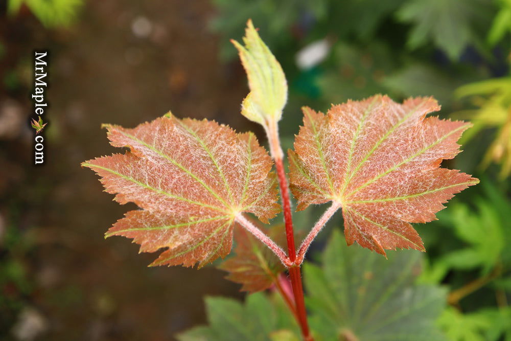 Buy Acer japonicum 'Aka omote' Japanese Maple — Mr Maple │ Buy