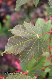 - Acer japonicum 'Aka omote' Japanese Maple - Mr Maple │ Buy Japanese Maple Trees