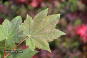 - Acer japonicum 'Aka omote' Japanese Maple - Mr Maple │ Buy Japanese Maple Trees