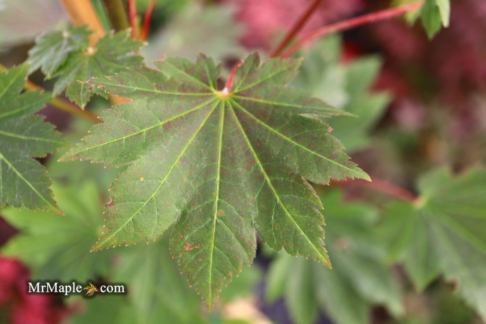 Buy Acer japonicum 'Aka omote' Japanese Maple — Mr Maple │ Buy