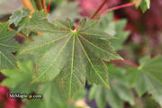 - Acer japonicum 'Aka omote' Japanese Maple - Mr Maple │ Buy Japanese Maple Trees