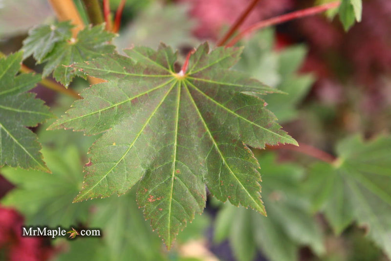 - Acer japonicum 'Aka omote' Japanese Maple - Mr Maple │ Buy Japanese Maple Trees