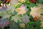 - Acer japonicum 'Aka omote' Japanese Maple - Mr Maple │ Buy Japanese Maple Trees