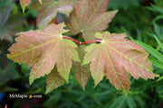 - Acer japonicum 'Aka omote' Japanese Maple - Mr Maple │ Buy Japanese Maple Trees