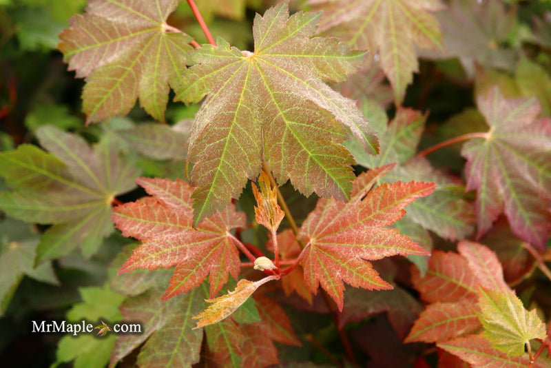 - Acer japonicum 'Aka omote' Japanese Maple - Mr Maple │ Buy Japanese Maple Trees
