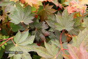 - Acer japonicum 'Aka omote' Japanese Maple - Mr Maple │ Buy Japanese Maple Trees
