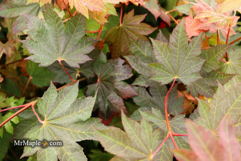 - Acer japonicum 'Aka omote' Japanese Maple - Mr Maple │ Buy Japanese Maple Trees