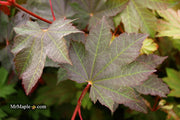 - Acer japonicum 'Aka omote' Japanese Maple - Mr Maple │ Buy Japanese Maple Trees