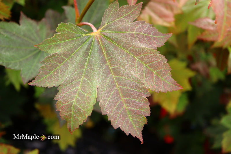 - Acer japonicum 'Aka omote' Japanese Maple - Mr Maple │ Buy Japanese Maple Trees