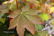 - Acer japonicum 'Aka omote' Japanese Maple - Mr Maple │ Buy Japanese Maple Trees