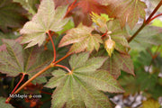 - Acer japonicum 'Aka omote' Japanese Maple - Mr Maple │ Buy Japanese Maple Trees