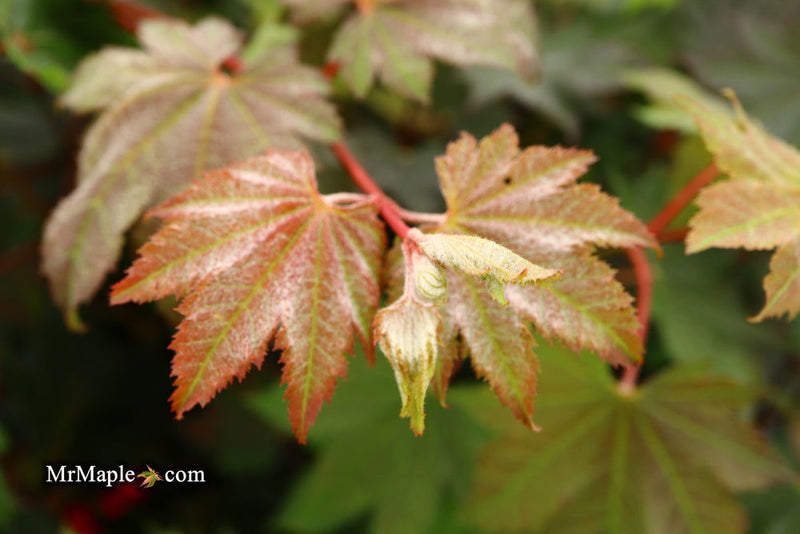 - Acer japonicum 'Aka omote' Japanese Maple - Mr Maple │ Buy Japanese Maple Trees