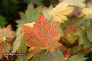 - Acer japonicum 'Aka omote' Japanese Maple - Mr Maple │ Buy Japanese Maple Trees