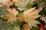 - Acer japonicum 'Aka omote' Japanese Maple - Mr Maple │ Buy Japanese Maple Trees