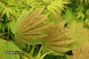 - Acer japonicum 'Aka omote' Japanese Maple - Mr Maple │ Buy Japanese Maple Trees