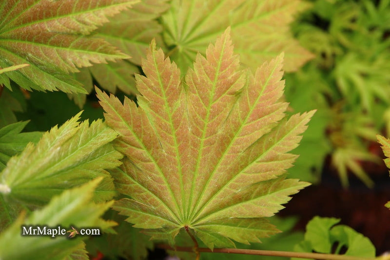 - Acer japonicum 'Aka omote' Japanese Maple - Mr Maple │ Buy Japanese Maple Trees