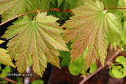 - Acer japonicum 'Aka omote' Japanese Maple - Mr Maple │ Buy Japanese Maple Trees