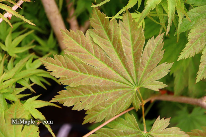 - Acer japonicum 'Aka omote' Japanese Maple - Mr Maple │ Buy Japanese Maple Trees