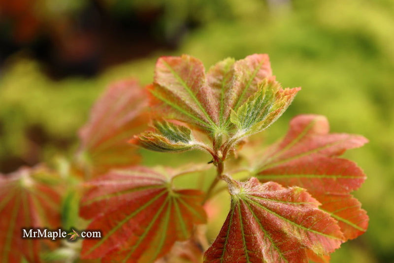 - Acer japonicum 'Aka omote' Japanese Maple - Mr Maple │ Buy Japanese Maple Trees