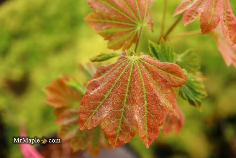 - Acer japonicum 'Aka omote' Japanese Maple - Mr Maple │ Buy Japanese Maple Trees