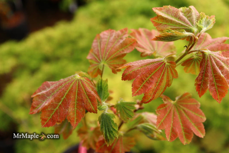 - Acer japonicum 'Aka omote' Japanese Maple - Mr Maple │ Buy Japanese Maple Trees