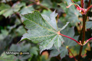 - Acer japonicum 'Aka omote' Japanese Maple - Mr Maple │ Buy Japanese Maple Trees