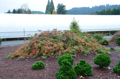 - Acer japonicum 'Ao jutan' Japanese Maple - Mr Maple │ Buy Japanese Maple Trees
