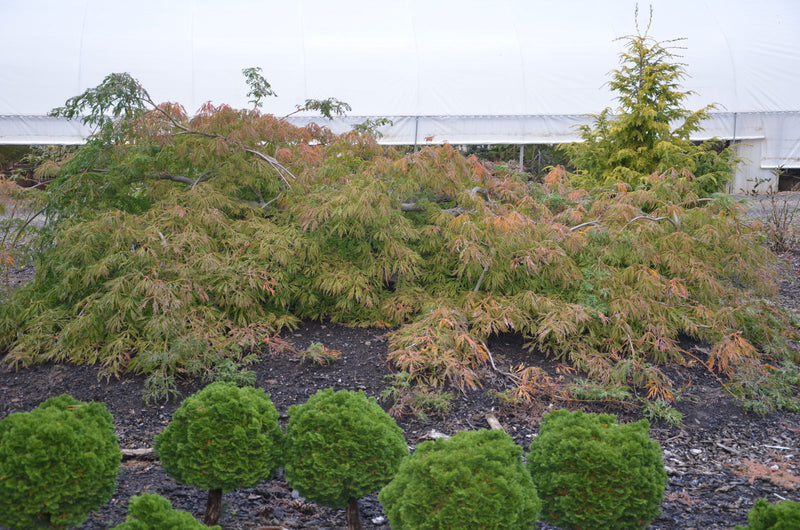 - Acer japonicum 'Ao jutan' Japanese Maple - Mr Maple │ Buy Japanese Maple Trees